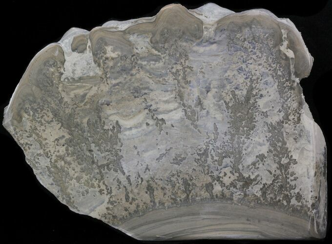 Triassic Aged Stromatolite Fossil - England #41097